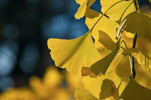 gelbe Ginkgo-Blätter an einem Ast