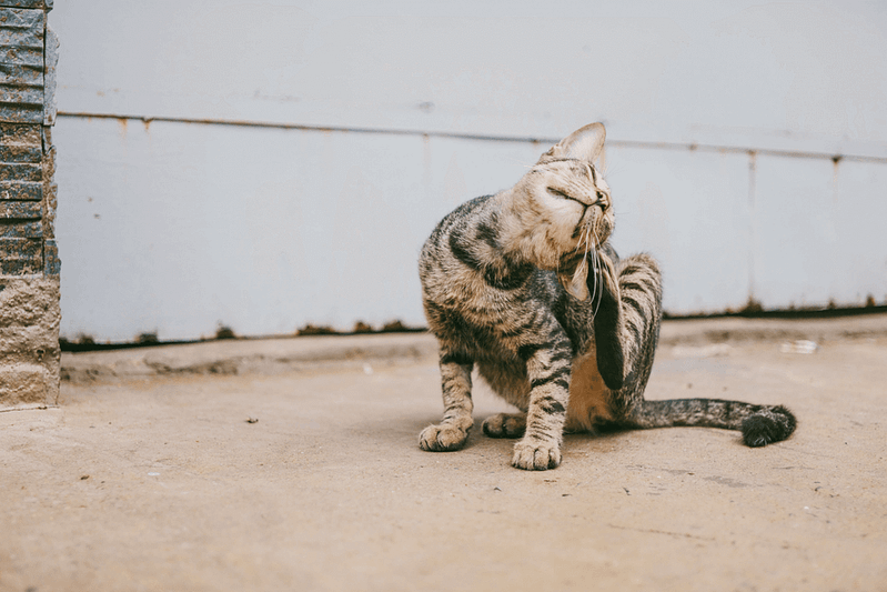 Eine getigerte Katze kratzt sich hinterm Ohr